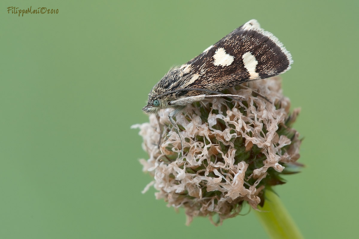 Farfallina da identificare - Eurrhypis pollinalis